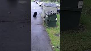 Surprise Bear inside trash dumpster startles elementary school principal Shorts [upl. by Calen215]