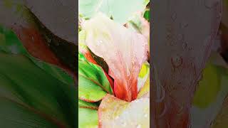 Red Plants sopheanymok nature shortvideo [upl. by Arraeis]