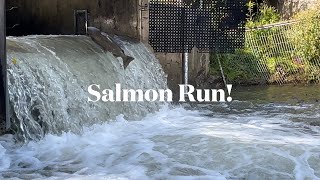 Salmon Run September 262024😳 nature fishing salmonrun shortsvideo [upl. by Anelim362]