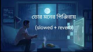 Tor Moner Pinjiray। Jisan Khan । Slowed And reverb। Bengali Lofi Song [upl. by Gris]