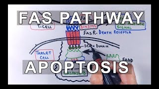 Extrinsic Pathway of Apoptosis  FAS Ligand Mediated [upl. by Aonian]