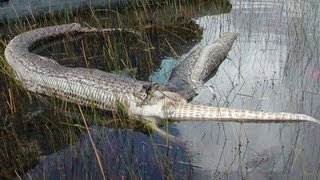 SNAKE BURSTS AFTER EATING ALLIGATOR [upl. by Yekcin]