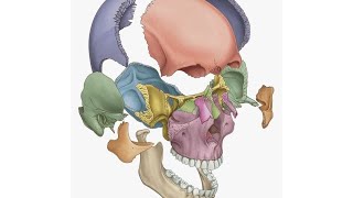 practical anatomy  posterior triangle [upl. by Hank542]