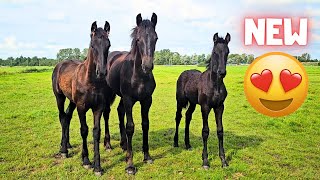 New horses at Stal H When Im gone 3B are real friends  Friesian Horses [upl. by Partan632]