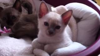 Tonkinese kittens [upl. by Sito]