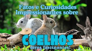 Coelhos  Fatos e Curiosidades Impressionantes sobre Coelhos [upl. by Denise]