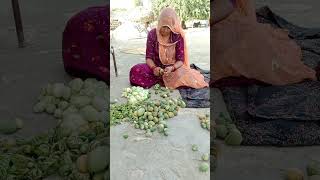 Kheti badi kachari ytshorts farmarvlog shortvideo [upl. by Wash]