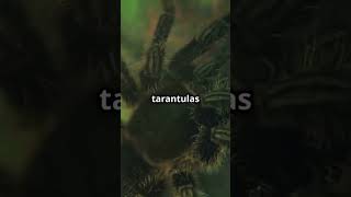 Discover the Tarantula’s Molting [upl. by Nicram]