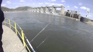 fishing technique used for fishing at locks and dam video [upl. by Ulah]