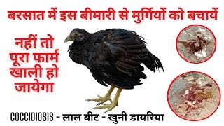 Coccidiosis in Chickens Symptoms prevention treatment  Red beet  Bloody Diarrhea  Murgi Palan [upl. by Korwin]