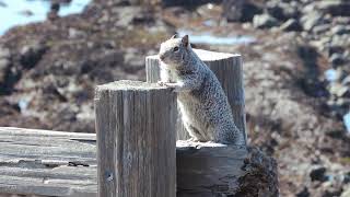 VERY DOMESTICATED SQUIRREL AT GLASS BEACH BY FORT BRAGG CALIFORNIA [upl. by Rutger843]