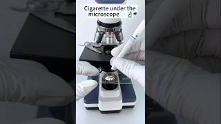 Cigarette tobacco under the microscope shorts [upl. by Luht]