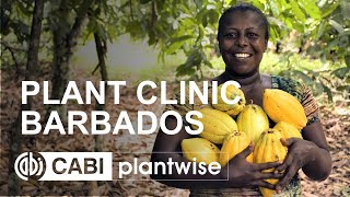 Plantwise plant clinic  Barbados [upl. by Caryn314]