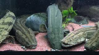 Polypterus Feeding 05072020 [upl. by Sybley]