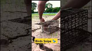 Birds trap Cage diy  Birdrap easy homemade  bird Trap  Bird trap craft shorts Birdtrap wild [upl. by Hyrup]