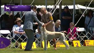 Salukis  Breed Judging 2022 [upl. by Oicapot]