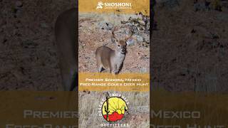 Premier Sonora Mexico Coues Deer Hunt with Desert Trophies Outfitters [upl. by Lubbi915]