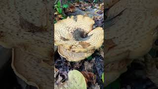 Massive Dryads Saddle Mushroom 🍄 [upl. by Danby818]