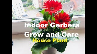 How to Grow and Care for Indoor Gerbera Plant  House plant care  Gerbera daisy  Know This Today [upl. by Goff261]