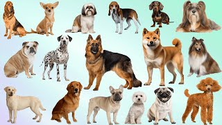 Dog Breeds Name  pictures of dogs and their names  famous dog breeds in world [upl. by Ahsenra]