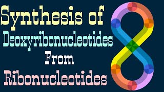 synthesis of Deoxyribonucleotides from Ribonucleotides  Lecture 5 [upl. by Ihculo]