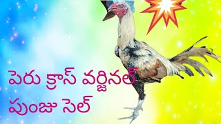 sale భీమవరం టాప్ క్వాలిటీ పేరు క్రాస్ పుంజు సెల్ [upl. by Anrapa]