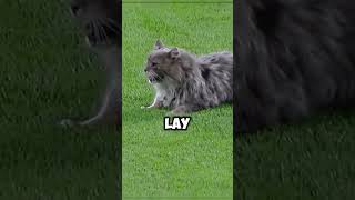 Intruder Cat Interrupts Baseball Game and Surprises Everyone 🐱⚾ shorts mlb cat [upl. by Oremar]