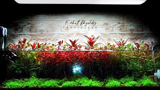 Shallow Planted Aquarium  Emersed Aquascape [upl. by Ecydnak]