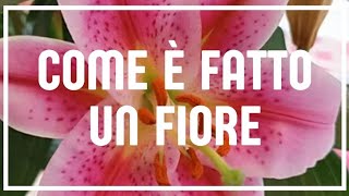 COME È FATTO IL FIORE ERMAFRODITA [upl. by Eittik]