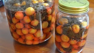 How To Make UmeboshiJapanese Salt Plums  Umeboshi from Apricots [upl. by Aia]