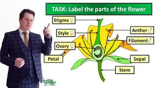 Flowers and Pollination  Biology  Key Stage 3  Mr Deeping [upl. by Brewster]