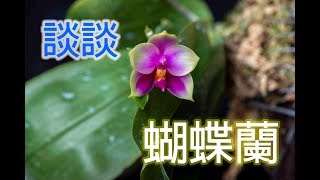 關於 蘭花  今年來談談 貝麗娜 蝴蝶蘭  Phalaenopsis bellina  Phal bellina  養護技巧  蘭花種植  花 [upl. by Link]