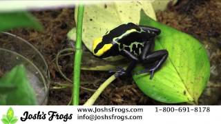 Why NOT to MIX Dart Frogs [upl. by Alderson]