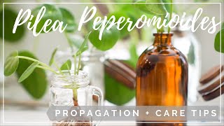 Pilea Peperomioides Propagation  Care Tips [upl. by Alleyn]