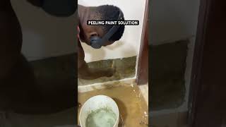 WALL DAMPNESS OR PEELING PAINT SOLUTION waterproofing construction dampproof explore [upl. by Alehs]