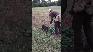 14Week Old Deutsch Langhaar on her 2nd Blood Track [upl. by Enohsal]