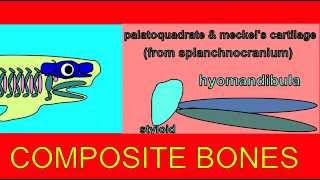 EMBRYONIC DEVELOPMENT COMPOSITE BONES [upl. by Elamef482]