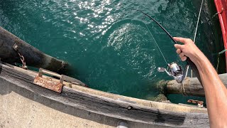 Sunshine Coast Trevally Fishing  Noosa and Mooloolah River [upl. by Eidualc69]