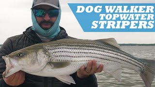 TOPWATER Walk The Dog Stripers  Capt Jamie Simmons [upl. by Enitsirhc]