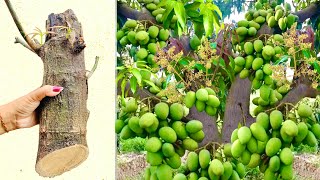 Unique Technique  Grafting Mango Tree With Banana amp Chicken egg [upl. by Ryter925]