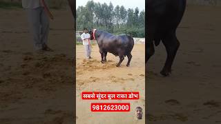 दुनिया का सबसे सुंदर Bull Raka Dobh  Vats Murrah Farm Rohtak 9812623000animals bull shorts [upl. by Montana]