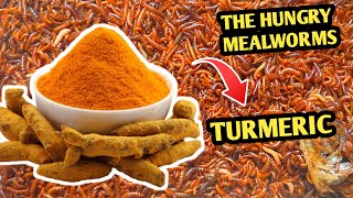 How Quickly do mealworms eat turmeric Mealworms eating [upl. by Ynaffat]