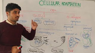 cellular adaptation part 3  hyperplasia and metaplasia  by Dr aqib [upl. by Zerk]