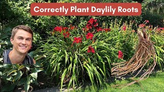 Planting Daylily Roots Correctly and How to Care for Daylilies [upl. by Noman]