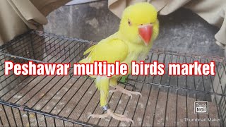 Peshawar firdos multi Birds Big market in Pakistan 15092024 [upl. by Ocinom]