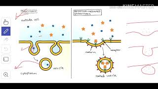 Cytology 8 Endocytosis amp Exocytosis [upl. by Hardin560]