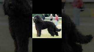 BARBET DOG dogbreed quotWhy the Barbet is the Best Dog Breed Youve Never Heard Of 🐩💖 [upl. by Relyt]