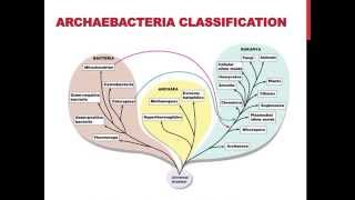 Classifications of archaebacteria [upl. by Stoughton]