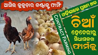 ଆସିଲ କୁକୁଡ଼ାର କଣ୍ଟ୍ରାକ୍ଟ ଫାର୍ମ  Desi Chicken Contract Farming in OdishaAseel [upl. by Pedro]