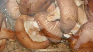 🌸 Fast amp Simple Shiitake Mushroom Recipe  Jednostavan recept Shiitake gljive 2019 [upl. by Calie440]